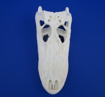 9-1/2 inches Florida Alligator Skull for $74.99