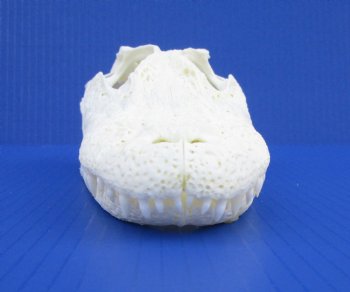 9-1/2 inches Florida Alligator Skull for $74.99