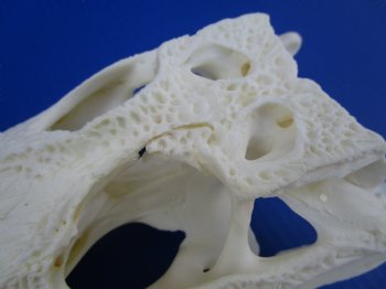 9-1/2 inches Florida Alligator Skull for $74.99