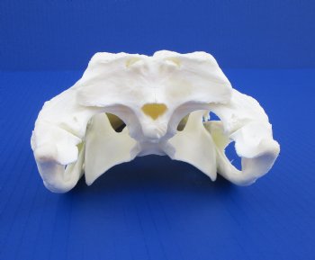 9-1/2 inches Florida Alligator Skull for $74.99