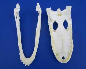 9-1/2 inches Florida Alligator Skull for $74.99