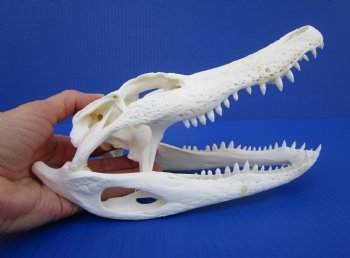 9-1/2 inches Florida Alligator Skull for $74.99