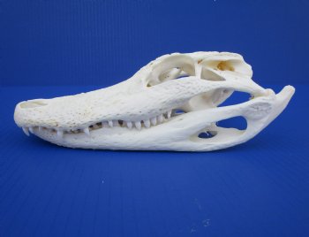 9-1/2 inches Florida Alligator Skull for $74.99