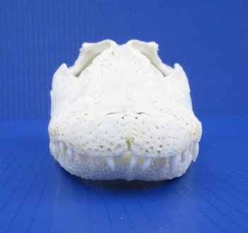 9-1/2 inches Florida Alligator Skull for $74.99