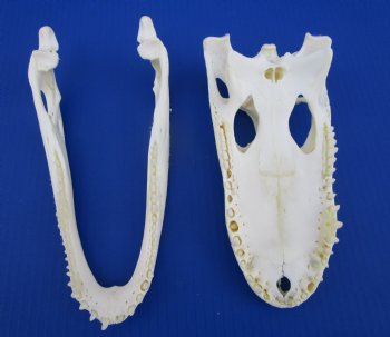 9-1/2 inches Florida Alligator Skull for $74.99