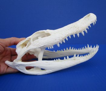 9 inches Florida Alligator Skull for $74.99