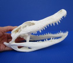 9 inches Florida Alligator Skull for $74.99