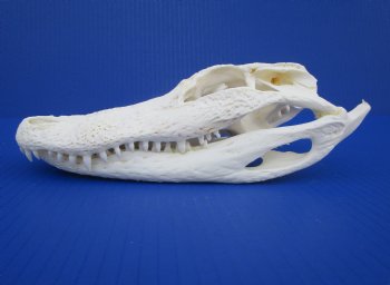 9 inches Florida Alligator Skull for $74.99