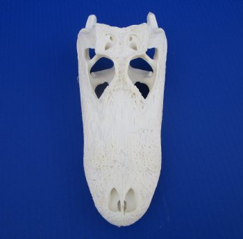 9 inches Florida Alligator Skull for $74.99