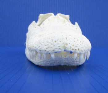 9 inches Florida Alligator Skull for $74.99