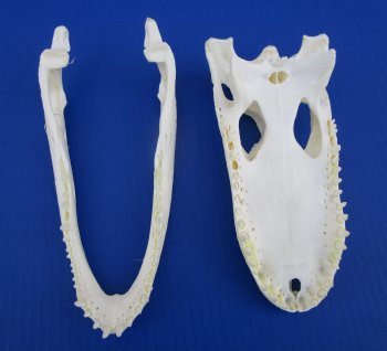 9 inches Florida Alligator Skull for $74.99