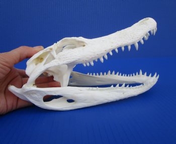 8-7/8 inches Authentic Florida Alligator Skull for $69.99