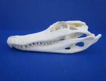 8-7/8 inches Authentic Florida Alligator Skull for $69.99