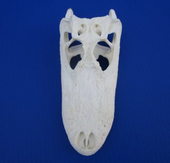 8-7/8 inches Authentic Florida Alligator Skull for $69.99