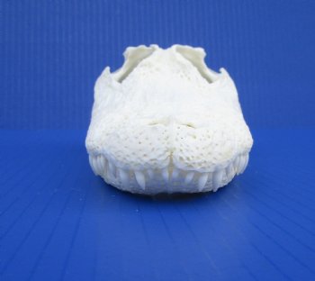 8-7/8 inches Authentic Florida Alligator Skull for $69.99