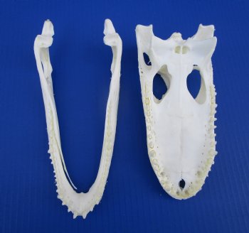 8-7/8 inches Authentic Florida Alligator Skull for $69.99