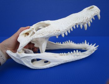 13-1/2 inches Florida Alligator Skull - Buy this one for $99.99