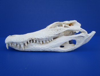 13-1/2 inches Florida Alligator Skull - Buy this one for $99.99