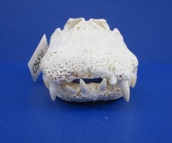 13-1/2 inches Florida Alligator Skull - Buy this one for $99.99