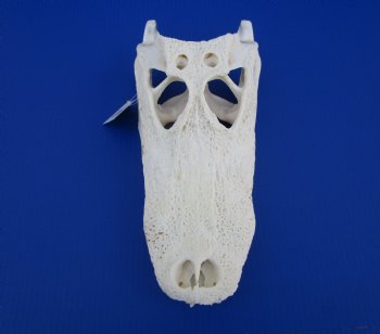 13-1/2 inches Florida Alligator Skull - Buy this one for $99.99