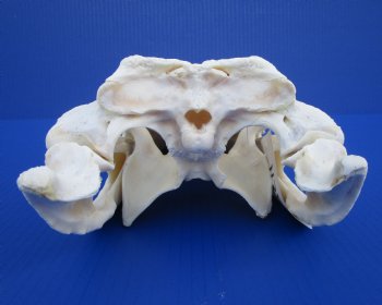 13-1/2 inches Florida Alligator Skull - Buy this one for $99.99