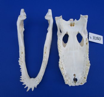 13-1/2 inches Florida Alligator Skull - Buy this one for $99.99