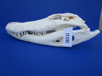 18 inches Florida Alligator Skull <font color=red> Large Grade B </font> - Buy this one for $119.99