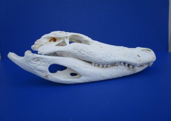 18 inches Florida Alligator Skull <font color=red> Large Grade B </font> - Buy this one for $119.99