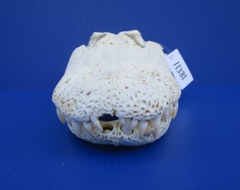 18 inches Florida Alligator Skull <font color=red> Large Grade B </font> - Buy this one for $119.99