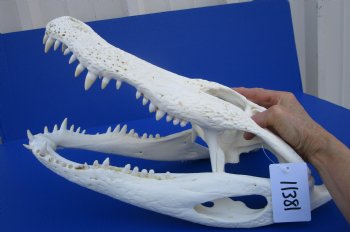 18 inches Florida Alligator Skull <font color=red> Large Grade B </font> - Buy this one for $119.99