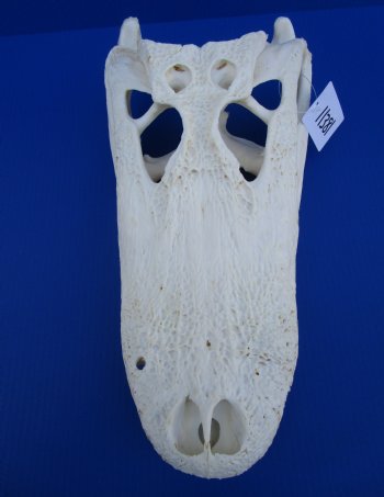 18 inches Florida Alligator Skull <font color=red> Large Grade B </font> - Buy this one for $119.99