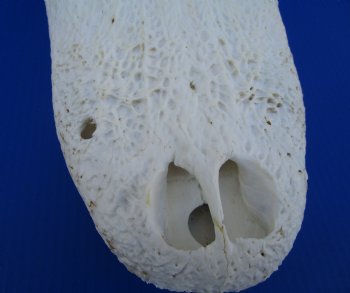 18 inches Florida Alligator Skull <font color=red> Large Grade B </font> - Buy this one for $119.99