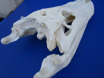 18 inches Florida Alligator Skull <font color=red> Large Grade B </font> - Buy this one for $119.99