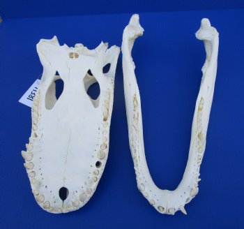 18 inches Florida Alligator Skull <font color=red> Large Grade B </font> - Buy this one for $119.99