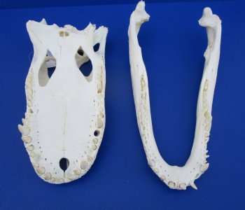 18 inches Florida Alligator Skull <font color=red> Large Grade B </font> - Buy this one for $119.99