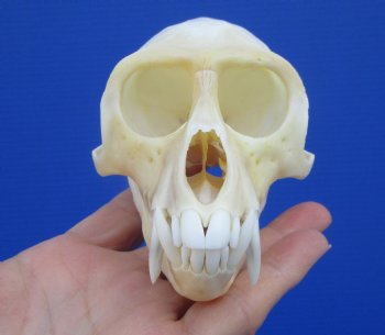 4-3/8 inches Male African Vervet Monkey Skull <font color=red> Grade A</font> (CITES #P-000022840) - Buy this one for $124.99