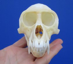 4-3/8 inches Male African Vervet Monkey Skull <font color=red> Grade A</font> (CITES #P-000022840) - Buy this one for $124.99