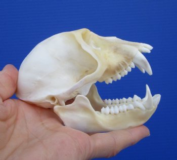 4-3/8 inches Male African Vervet Monkey Skull <font color=red> Grade A</font> (CITES #P-000022840) - Buy this one for $124.99