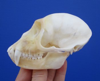 4-3/8 inches Male African Vervet Monkey Skull <font color=red> Grade A</font> (CITES #P-000022840) - Buy this one for $124.99