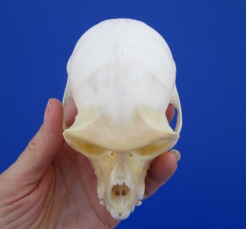 4-3/8 inches Male African Vervet Monkey Skull <font color=red> Grade A</font> (CITES #P-000022840) - Buy this one for $124.99