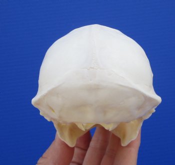 4-3/8 inches Male African Vervet Monkey Skull <font color=red> Grade A</font> (CITES #P-000022840) - Buy this one for $124.99