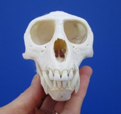  4-1/4 inches Male African Vervet Monkey Skull <font color=red> Good Quality </font> (CITES #P-000022840) - Buy this one for $124.99