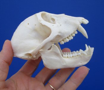  4-1/4 inches Male African Vervet Monkey Skull <font color=red> Good Quality </font> (CITES #P-000022840) - Buy this one for $124.99