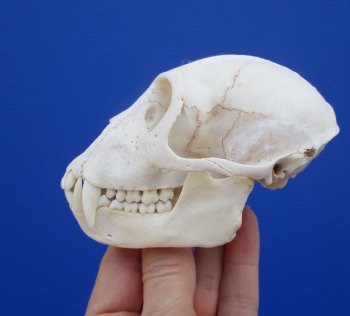  4-1/4 inches Male African Vervet Monkey Skull <font color=red> Good Quality </font> (CITES #P-000022840) - Buy this one for $124.99