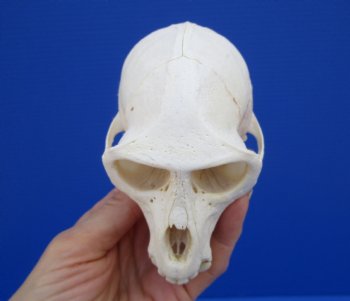  4-1/4 inches Male African Vervet Monkey Skull <font color=red> Good Quality </font> (CITES #P-000022840) - Buy this one for $124.99