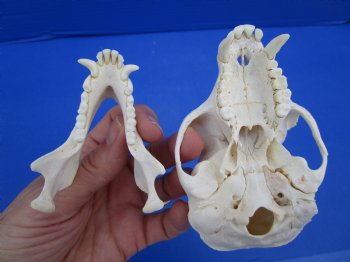  4-1/4 inches Male African Vervet Monkey Skull <font color=red> Good Quality </font> (CITES #P-000022840) - Buy this one for $124.99