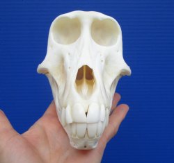 6-1/2 inches Female Chacma Baboo Skull <font color=red> Grade A</font> for $154.99 (CITES p000023748)