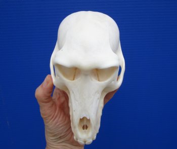 6-1/2 inches Female Chacma Baboo Skull <font color=red> Grade A</font> for $154.99 (CITES p000023748)