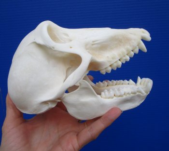 6-1/2 inches Female Chacma Baboo Skull <font color=red> Grade A</font> for $154.99 (CITES p000023748)