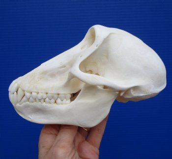 6-1/2 inches Female Chacma Baboo Skull <font color=red> Grade A</font> for $154.99 (CITES p000023748)